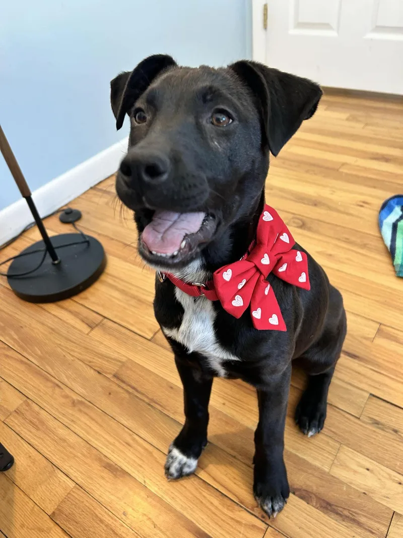 Annabelle Lonestar thumbnail 3