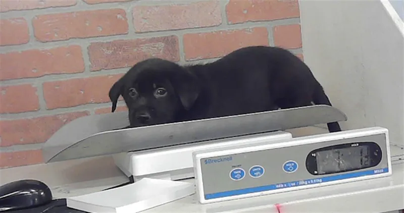 A baby small-sized male Labrador Retriever dog named A for adoption in Houston, TX