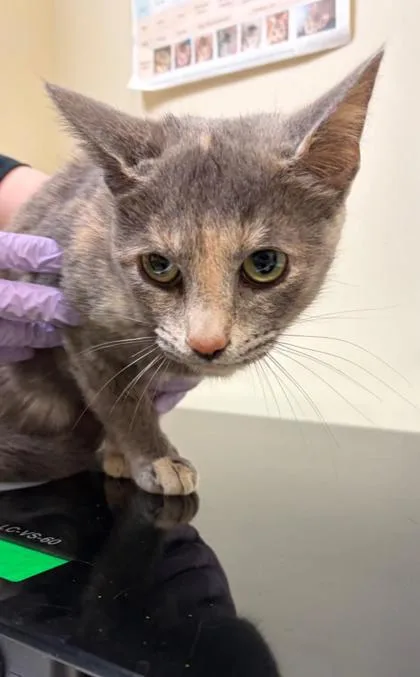 An adult small-sized female Domestic Short Hair cat named Violet Beauregarde for adoption in West Chester, PA