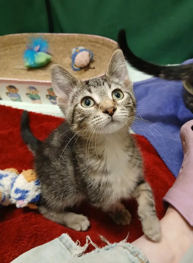 A baby small-sized male Domestic Short Hair cat named Americano for adoption in Ladysmith, WI