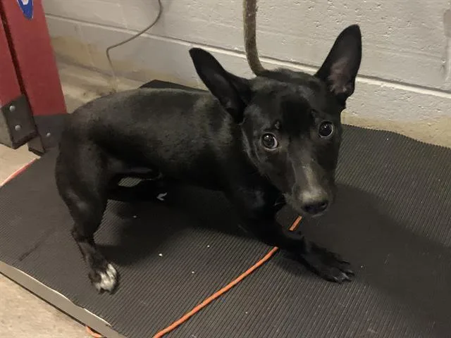 A young small-sized male Chihuahua dog named A for adoption in Sacramento, CA