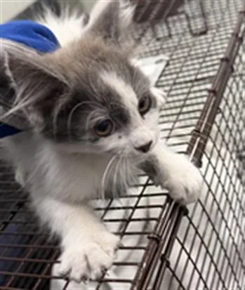 A baby small-sized male Domestic Short Hair cat named Beanz for adoption in Van Nuys, CA