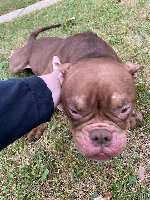 An adult medium-sized female English Bulldog dog named Mimzy for adoption in Indianapolis, IN