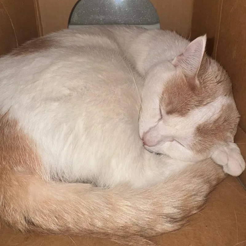 An adult medium-sized male White Domestic Short Hair cat named Waffles for adoption in Saint Charles, MO