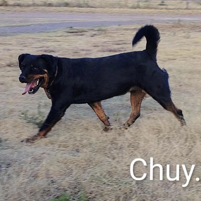 Chuy thumbnail 2