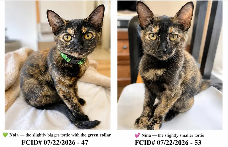 Nola & Nina: bonded