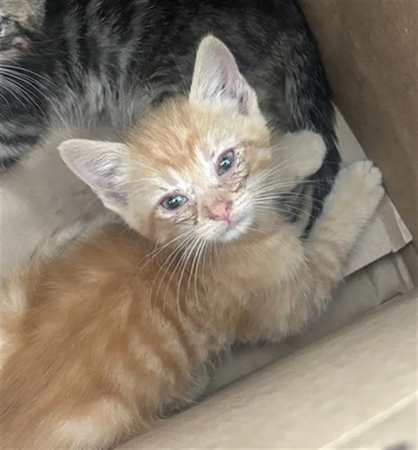 A baby medium-sized male Domestic Short Hair cat named Layla for adoption in Dallas, TX