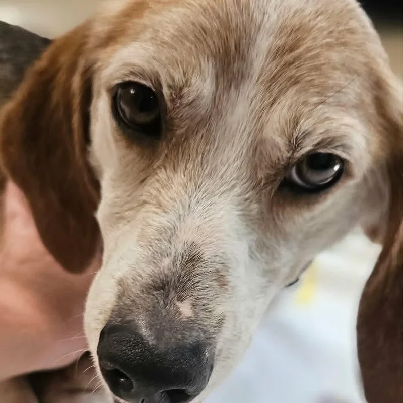 A young small-sized female Bicolor Beagle dog named Pebbles for adoption in Sunderland, MD