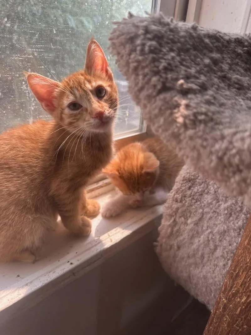 A young medium-sized male Domestic Short Hair cat named SSkittles for adoption in Billings, MT