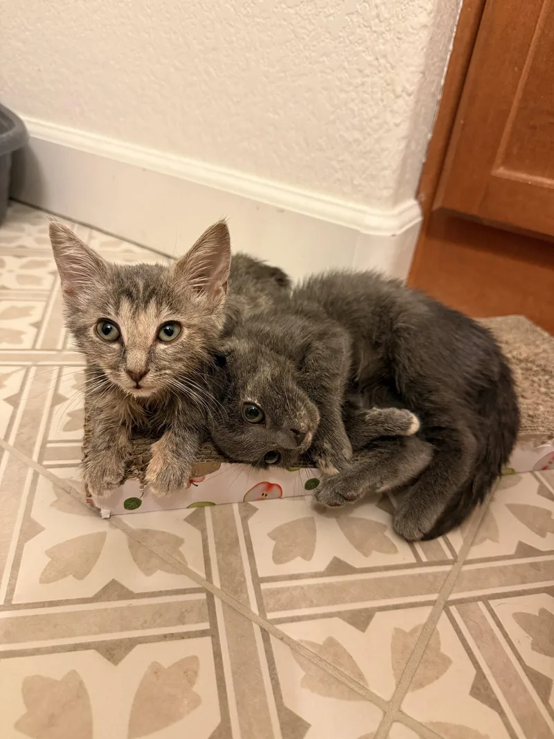 A young medium-sized female Domestic Short Hair cat named Minou for adoption in Chandler, AZ