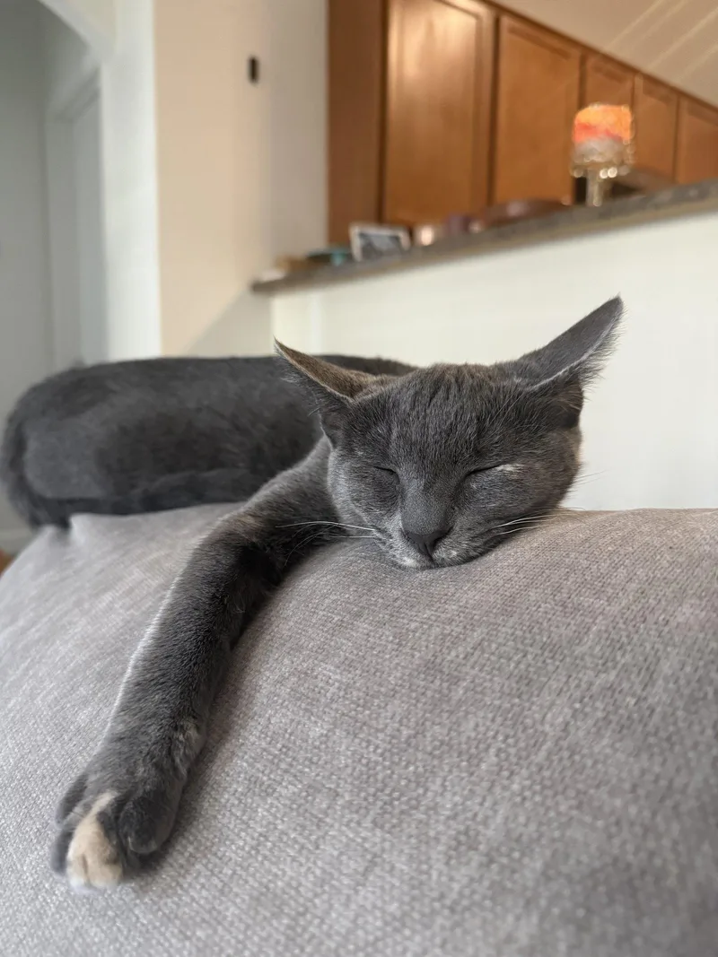 Minou thumbnail 2