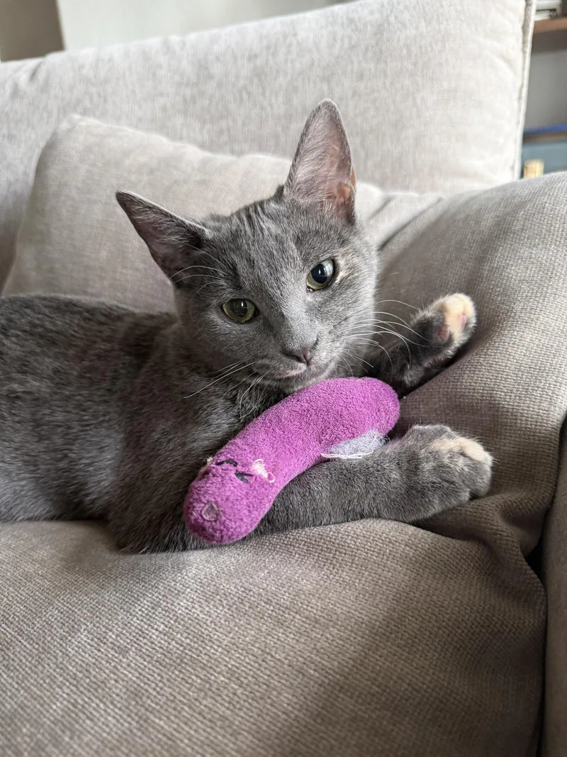 Minou thumbnail 3