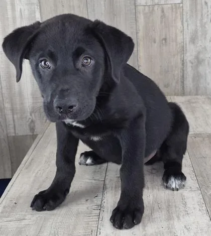 An adult small-sized male Mixed Breed dog named Aquaman for adoption in Shreveport, LA