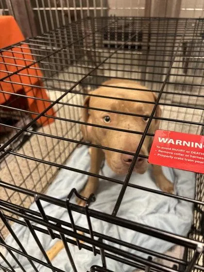 An adult medium-sized male Mixed Breed dog named Ston for adoption in Atlanta, GA