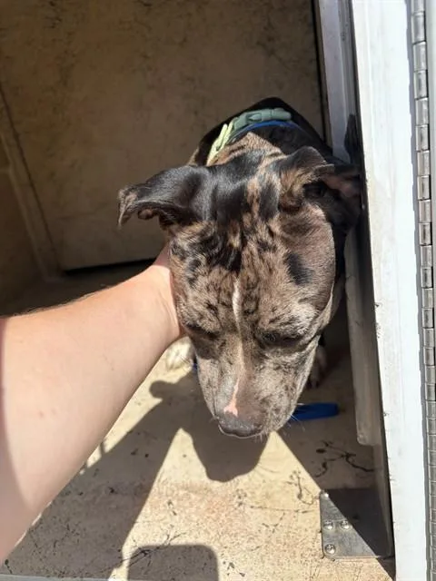 A young medium-sized female Pit Bull Terrier dog named Ember for adoption in Oklahoma City, OK