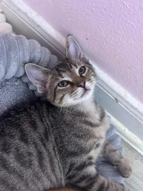 A baby medium-sized female Domestic Short Hair cat named Missile Launcher for adoption in San Antonio, TX