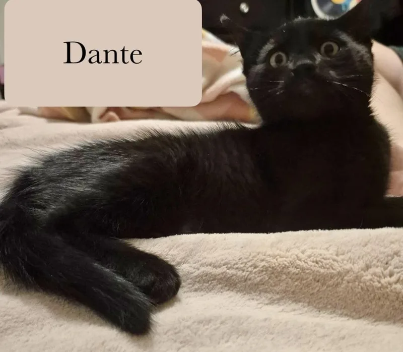 A baby small-sized male Domestic Short Hair cat named Dante for adoption in Chalfont, PA