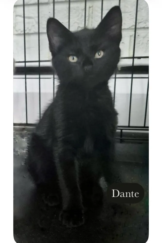 Dante thumbnail 2