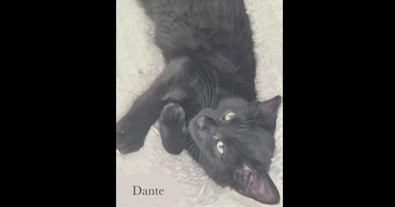 Dante thumbnail 3