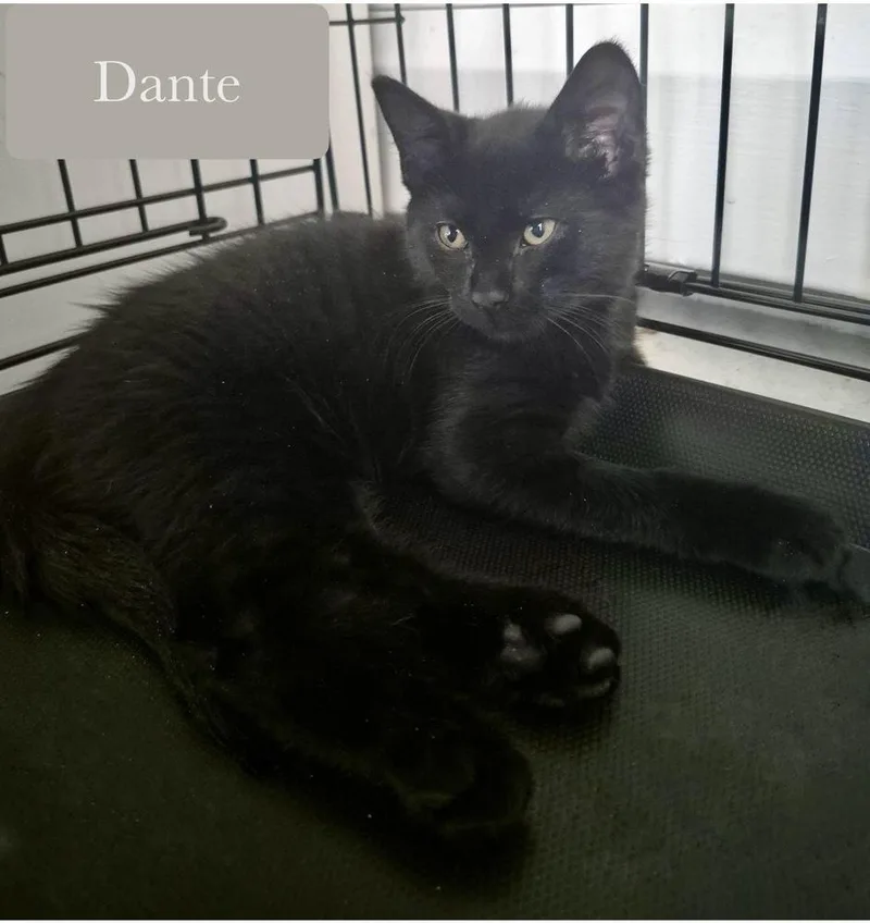 Dante thumbnail 4