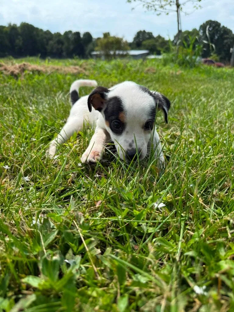 A baby medium-sized male Mixed Breed dog named Jermaine for adoption in Russellville, KY