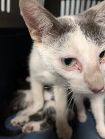 A young large-sized female Domestic Short Hair cat named Loal for adoption in San Martin, CA