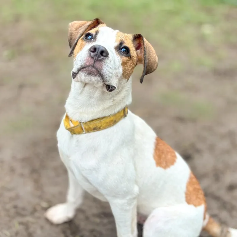 A young medium-sized male Yellow / Tan / Blond / Fawn Boxer dog named Mater for adoption in Springboro, OH