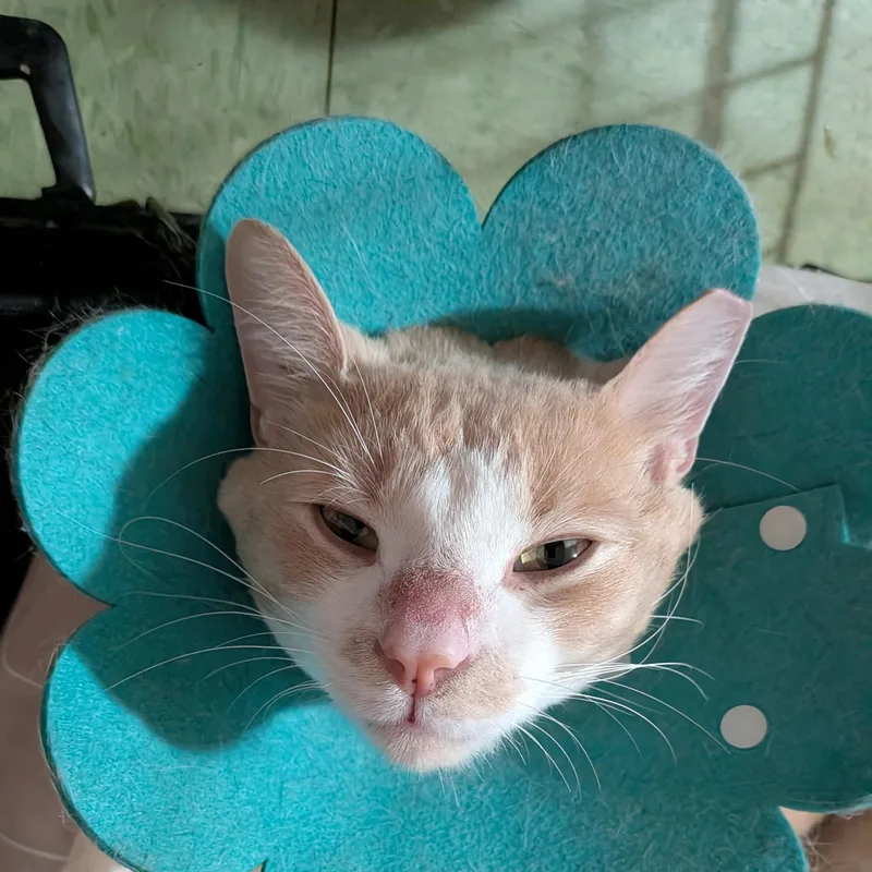 A young medium-sized male Buff & White Domestic Short Hair cat named JeanLuc for adoption in CHICAGO, IL