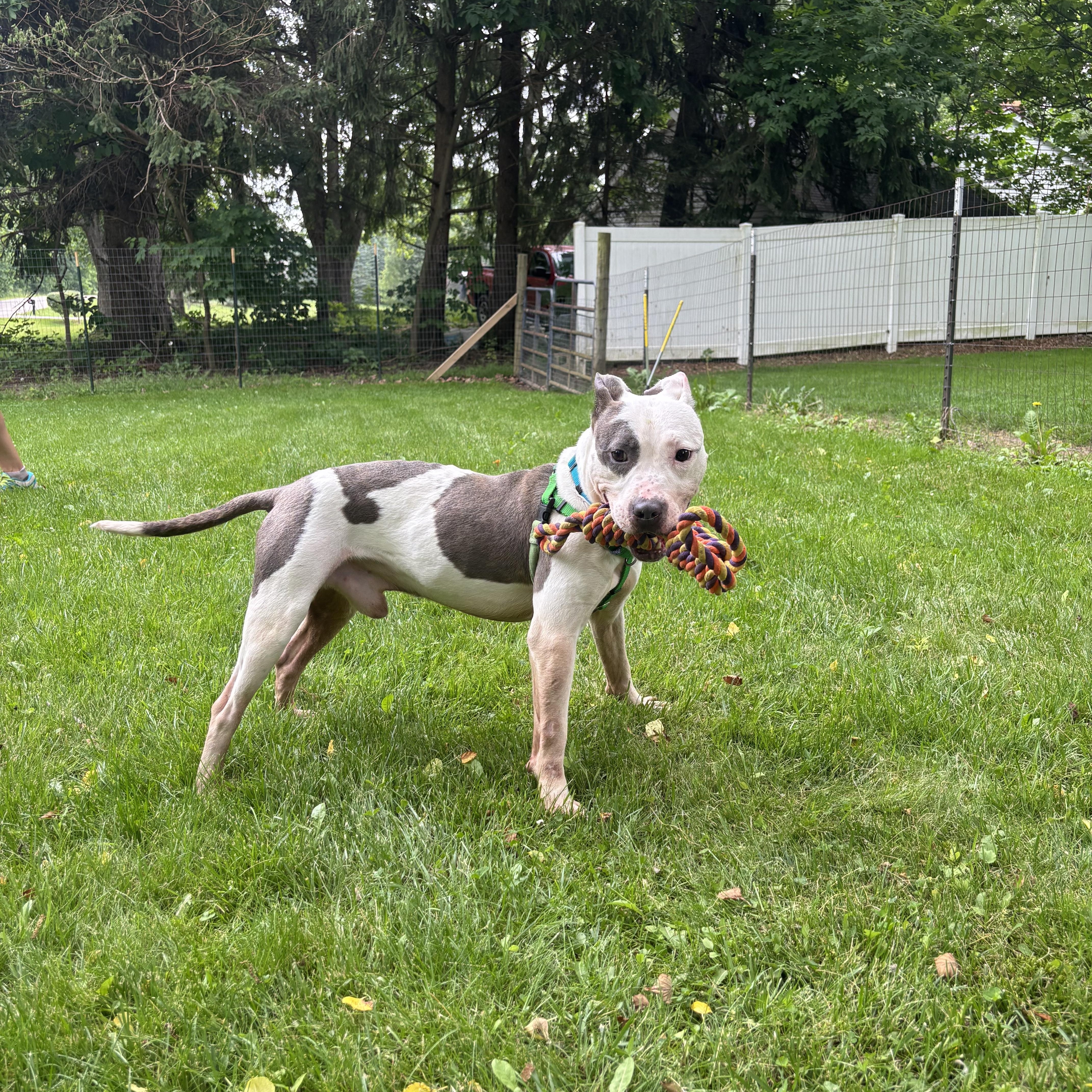 An adult medium-sized male Pit Bull Terrier dog named Dexter for adoption in Ashland, OH