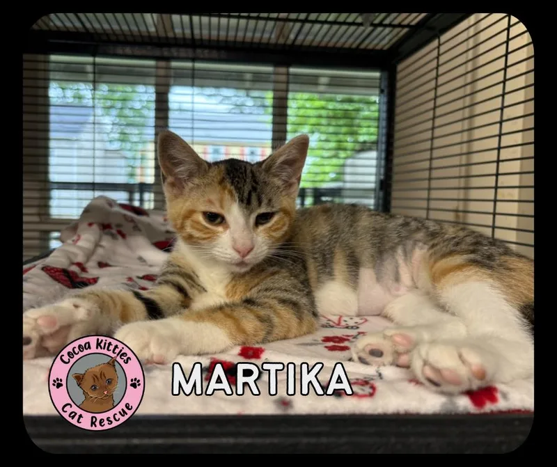 A baby small-sized female Domestic Short Hair cat named Martika for adoption in Hershey, PA