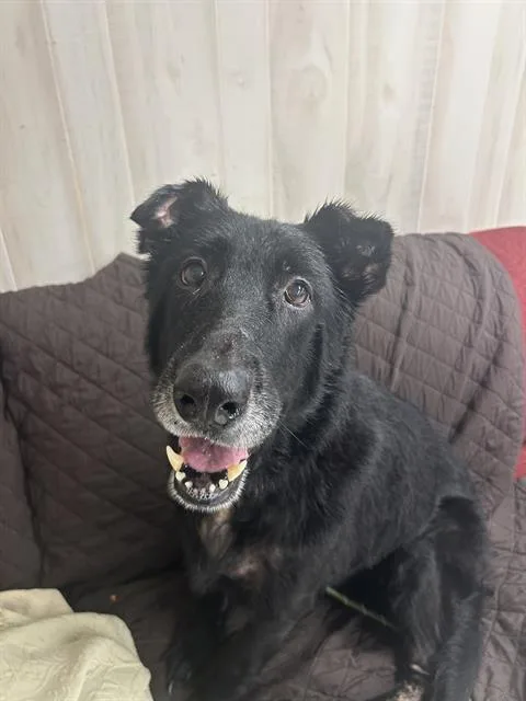 A senior large-sized female German Shepherd Dog dog named Freda for adoption in Charlotte, NC