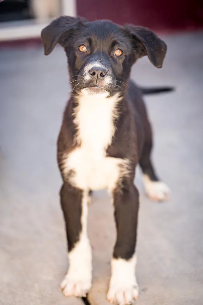 Mavis Maraschino thumbnail 2