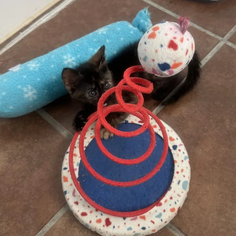 A baby small-sized female Black Domestic Short Hair cat named Daring Darla for adoption in Austin, TX