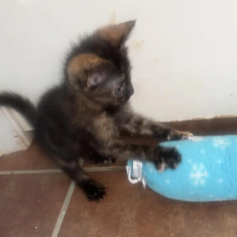 Daring Darla thumbnail 3