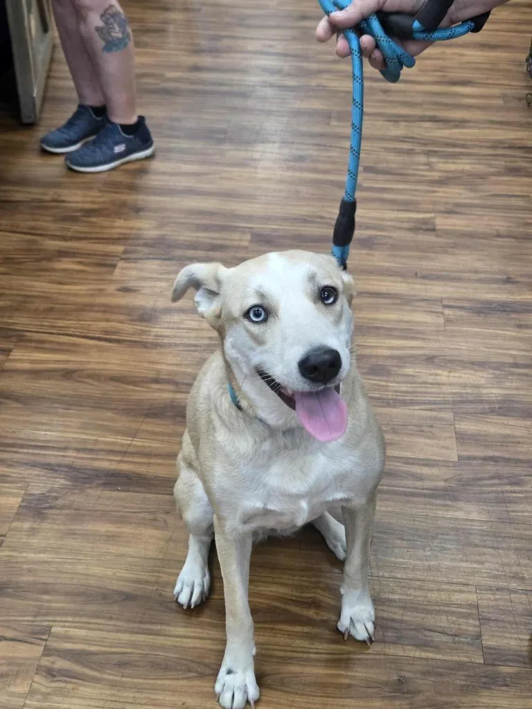 An adult medium-sized female Mixed Breed dog named Dixie for adoption in Mesa, AZ