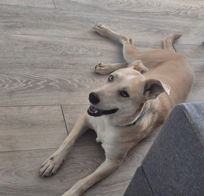 Dixie thumbnail 2