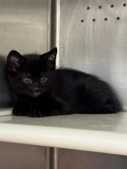 A baby small-sized male Domestic Short Hair cat named Drums for adoption in Roseville, CA