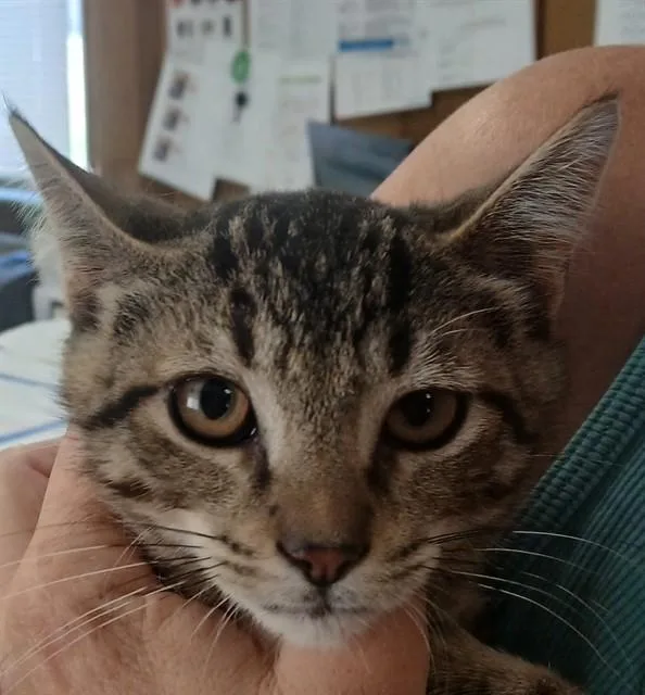 A baby small-sized male Domestic Short Hair cat named Manny Cat for adoption in Lodi, CA