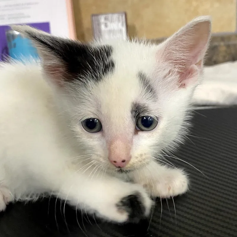 A baby small-sized female White Domestic Short Hair cat named Kwame for adoption in Eureka Springs, AR