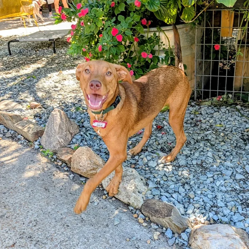A young medium-sized female Labrador Retriever dog named Julia for adoption in Wake Forest, NC
