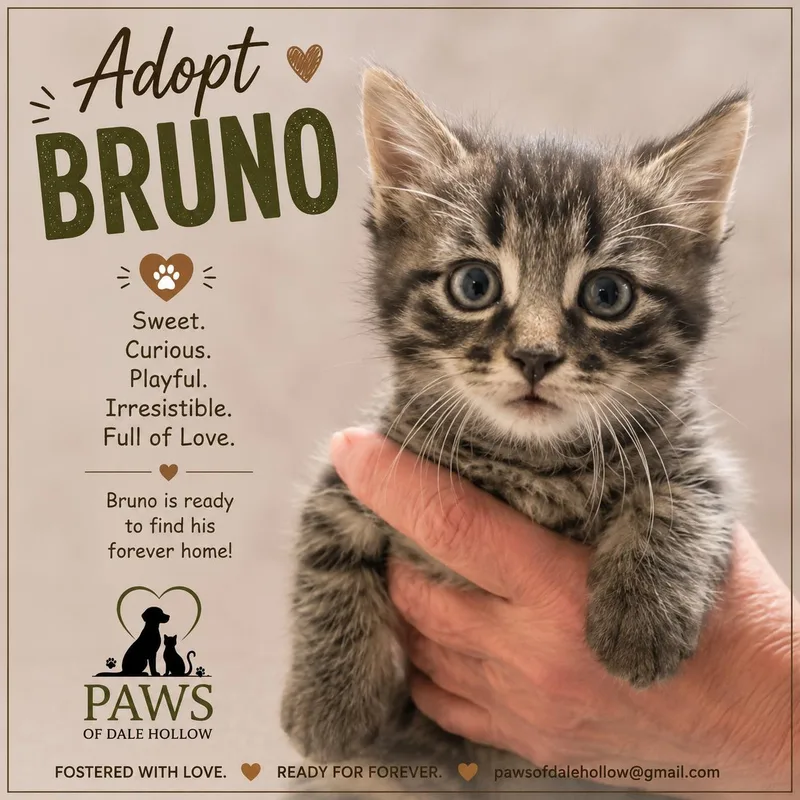 A baby medium-sized male Gray & White Domestic Short Hair cat named Bruno for adoption in Byrdstown, TN
