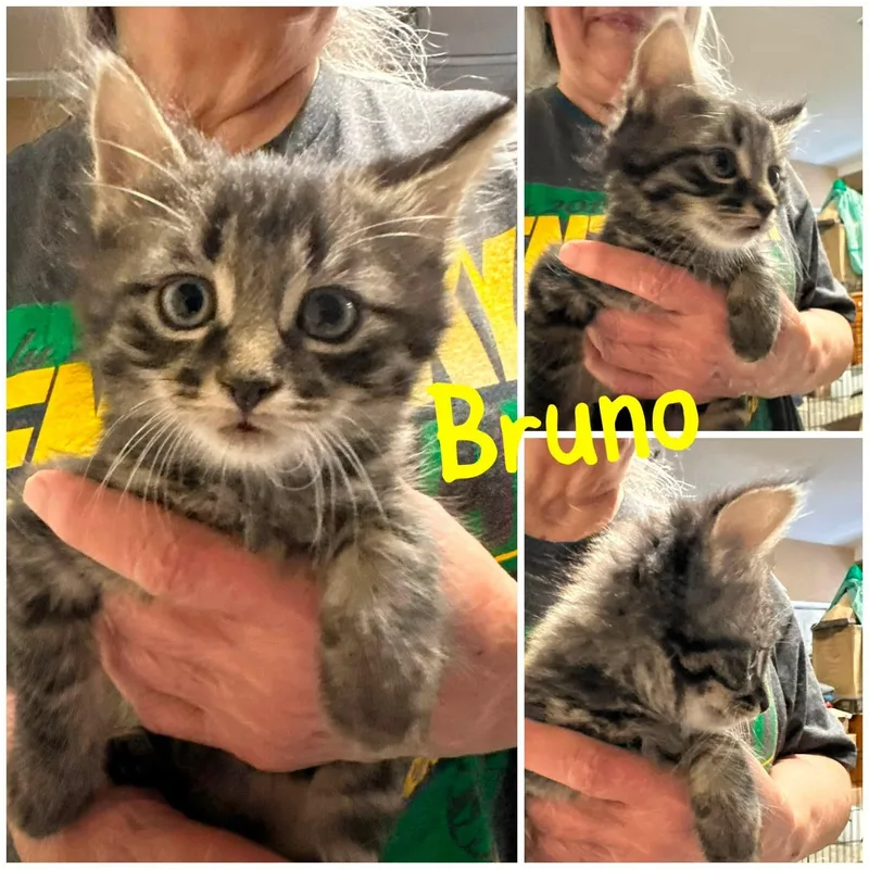Bruno thumbnail 3