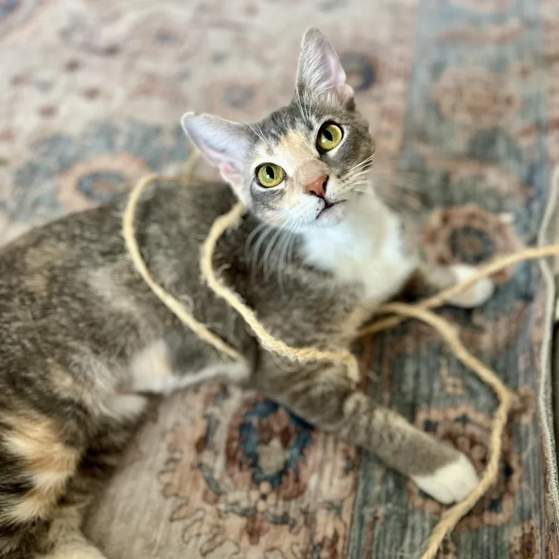 An adult medium-sized female Calico Domestic Short Hair cat named Scarlett for adoption in Boston, MA