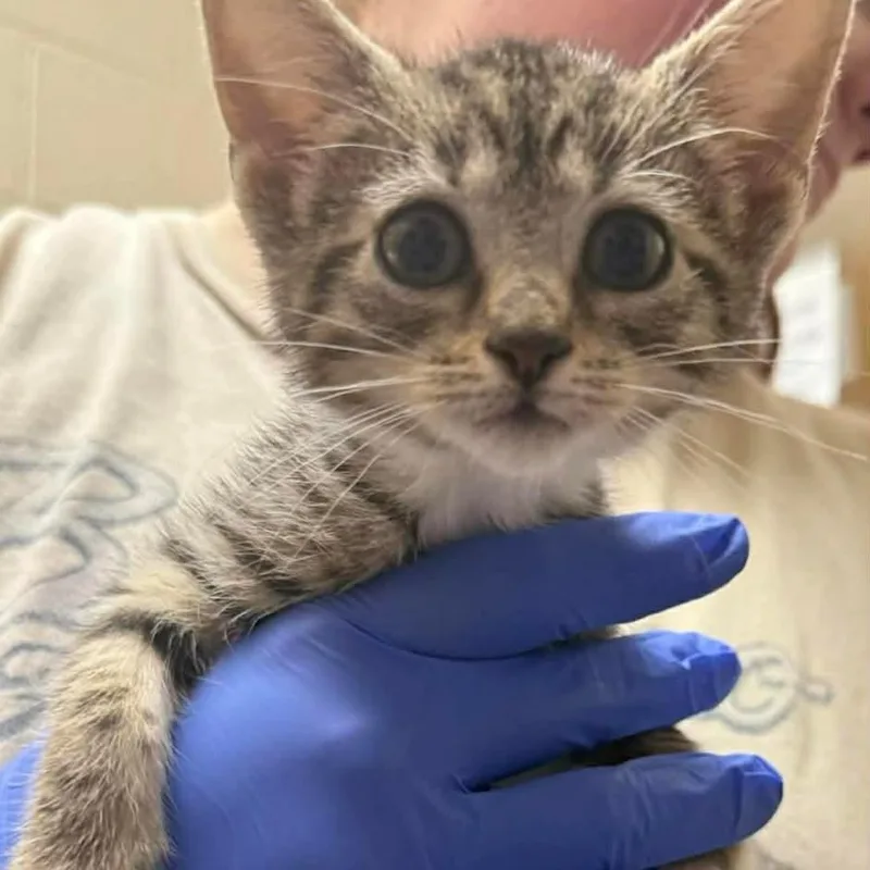 A baby small-sized female Black Domestic Short Hair cat named Itsy for adoption in Caryville, TN