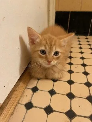 A baby small-sized male Domestic Short Hair cat named Cinnamon for adoption in West Chester, PA