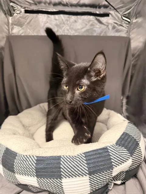An adult small-sized male Domestic Short Hair cat named Gomez for adoption in Appling, GA