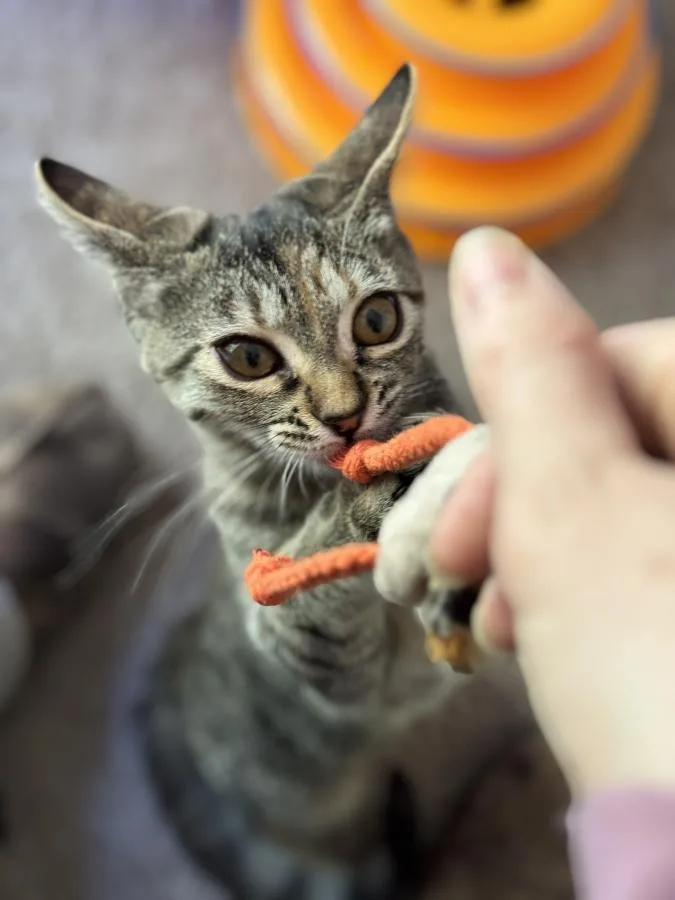 An adult small-sized female Brown / Chocolate Tabby cat named Ella for adoption in Palo Alto, CA