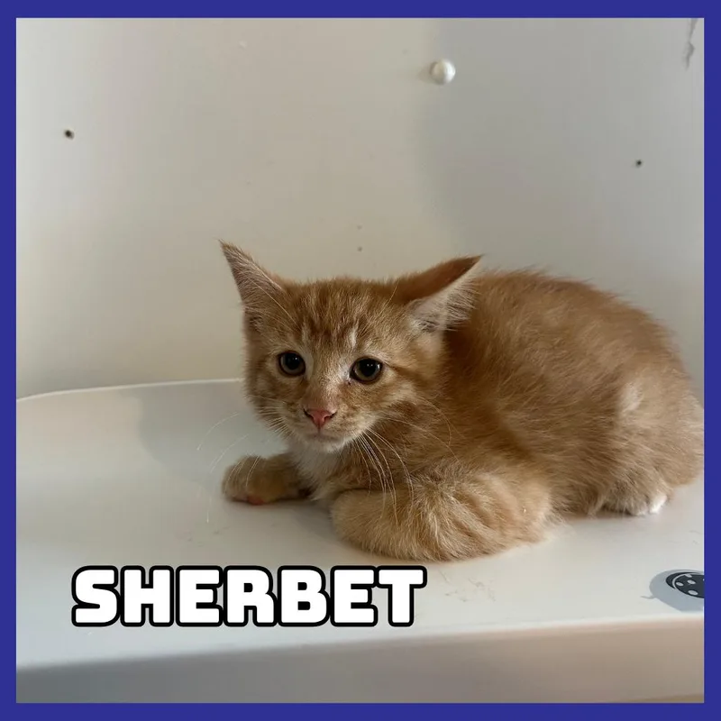 Sherbet