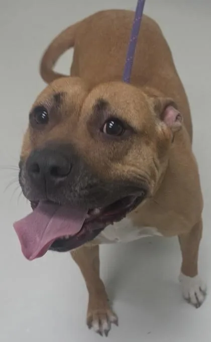 An adult medium-sized female Mixed Breed dog named Mocha for adoption in Savannah, GA