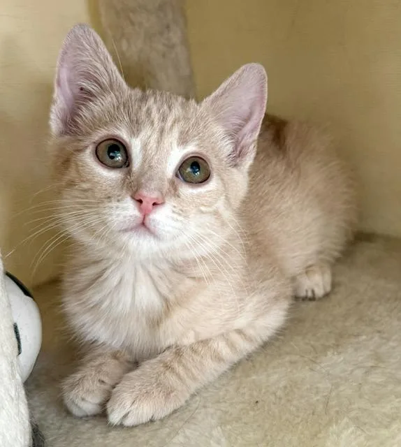A baby medium-sized female Buff / Tan / Fawn Domestic Short Hair cat named Nala for adoption in Lake Monroe, FL